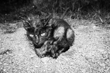 Stray kitten cat,black and white tone
