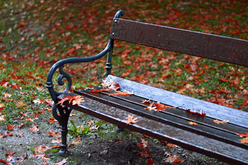 Autumn leaves on the wet bench in the park