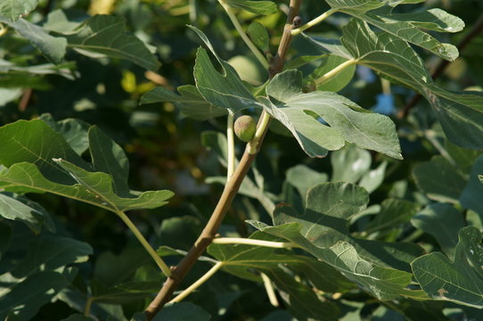 albero di fico