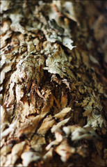 Texture tronco