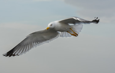 Seagull flying with open wings in blue sky.