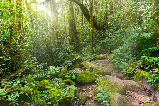 Fototapeta Nature rain forest with morning sunlight at Kinabalu Park,Malaysia,Asia