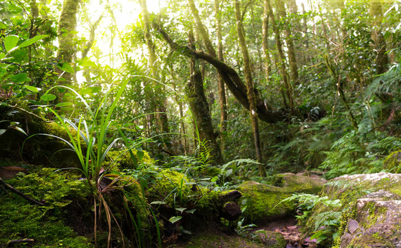 Fototapeta Nature rain forest with morning sunlight at Kinabalu Park,Malaysia,Asia