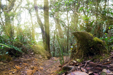 Nature rain forest with morning sunlight at Kinabalu Park,Malaysia,Asia