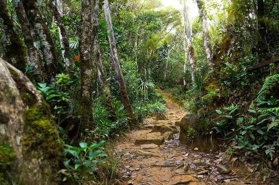 Fototapeta Nature rain forest with morning sunlight at Kinabalu Park,Malaysia,Asia