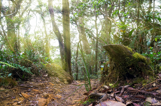 Fototapeta Nature rain forest with morning sunlight at Kinabalu Park,Malaysia,Asia