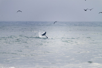 Dolphin tail