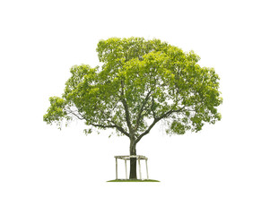 Green tree leaves isolated