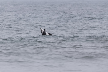 Fototapeta premium Dolphin love