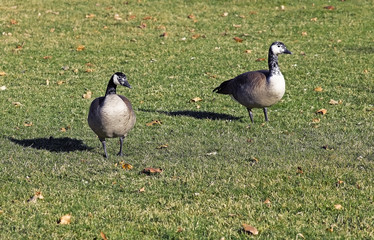 Mottled Neck Canada geese with a pigment condition called Leucism causing white feathers.