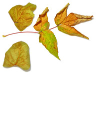 autumn leaves isolated on white background.
