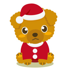 いぬっこ倶楽部 クリスマス トイプードル