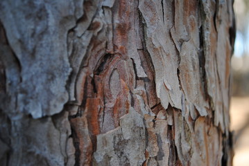 Tree bark