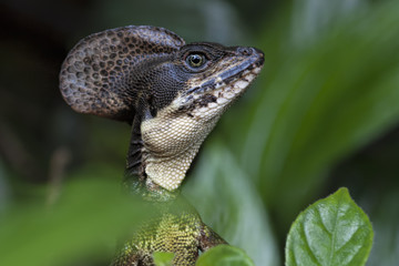 Basilisk lizard