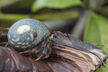 Hermit crab