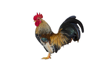 chicken bantam isolated on white background