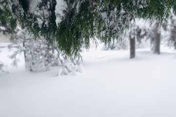 Forest in the winter. First snow.