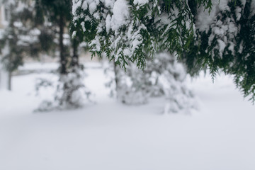 Forest in the winter. First snow.