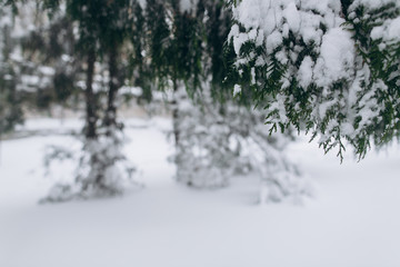 Forest in the winter. First snow.