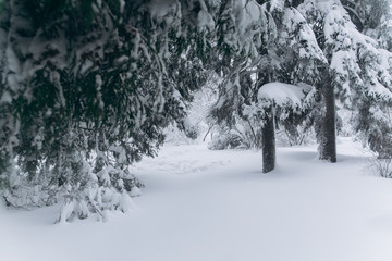 Forest in the winter. First snow.