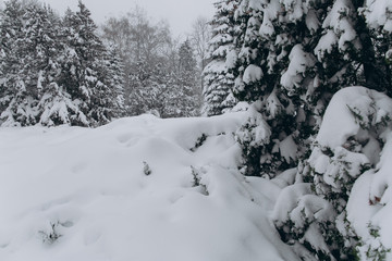 Forest in the winter. First snow.