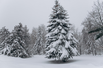 Naklejka premium Forest in the winter. First snow.