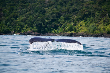 Fototapeta premium Humpback whale tail