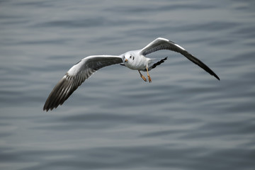 Single seagull in flight