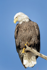 Portrait of majestic bald eagle sitting on tree branch on blue background in Alaska