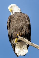 Portrait of majestic bald eagle sitting on tree branch on blue b