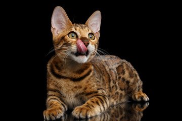 Cute kitty Bengal breed, gold Fur with rosette, Lying and licked, isolated on Black Background with reflection