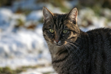 Naklejka na ściany i meble Tabby cat outdoors in winter, portrait of a European Shorthair,