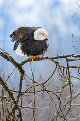 Bald eagle sitting on some tree branches in Alaska during winter