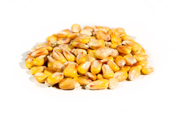 Organic corn  isolated on white
