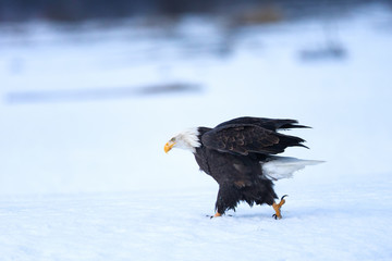 Fototapeta premium Bald eagle walking over snowy landscape in Alaska in winter