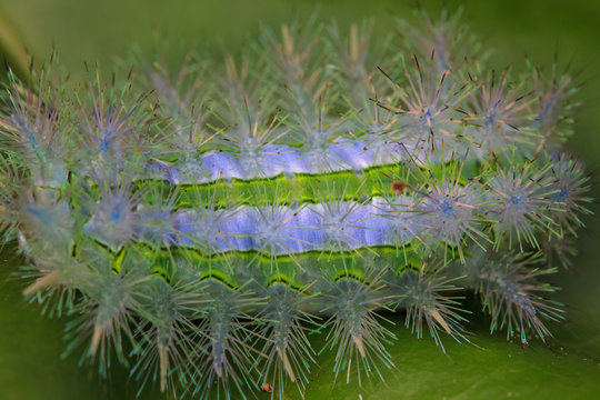 Closeup Caterpillar on leaf