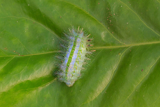 Closeup Caterpillar on leaf