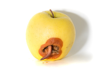 Rotten apple with a large worm isolated on white
