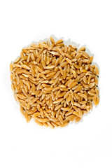 Non-hybrid organic kamut isolated on white