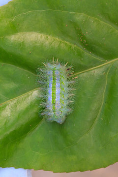 Closeup Caterpillar on leaf