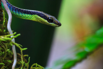 Macro of Painted bronzeback snake