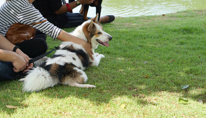 Beautiful Thai Bangkeaw dog laying down on the ground