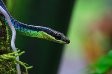 Macro of Painted bronzeback snake