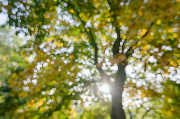 Abstract, bokeh of tree background