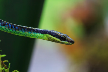 Macro of Painted bronzeback snake