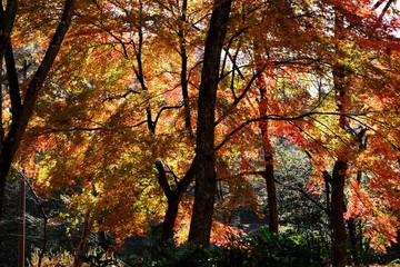 秋の紅葉風景