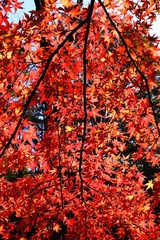 透けるモミジの背景素材