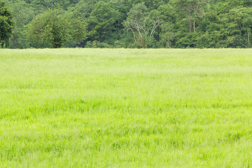 Green grass field and various trees