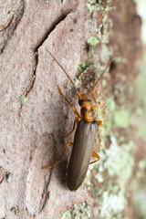 Nacerdes carniolica on wood