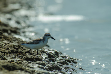 Spoon-billed sandpiper in nature Thailand